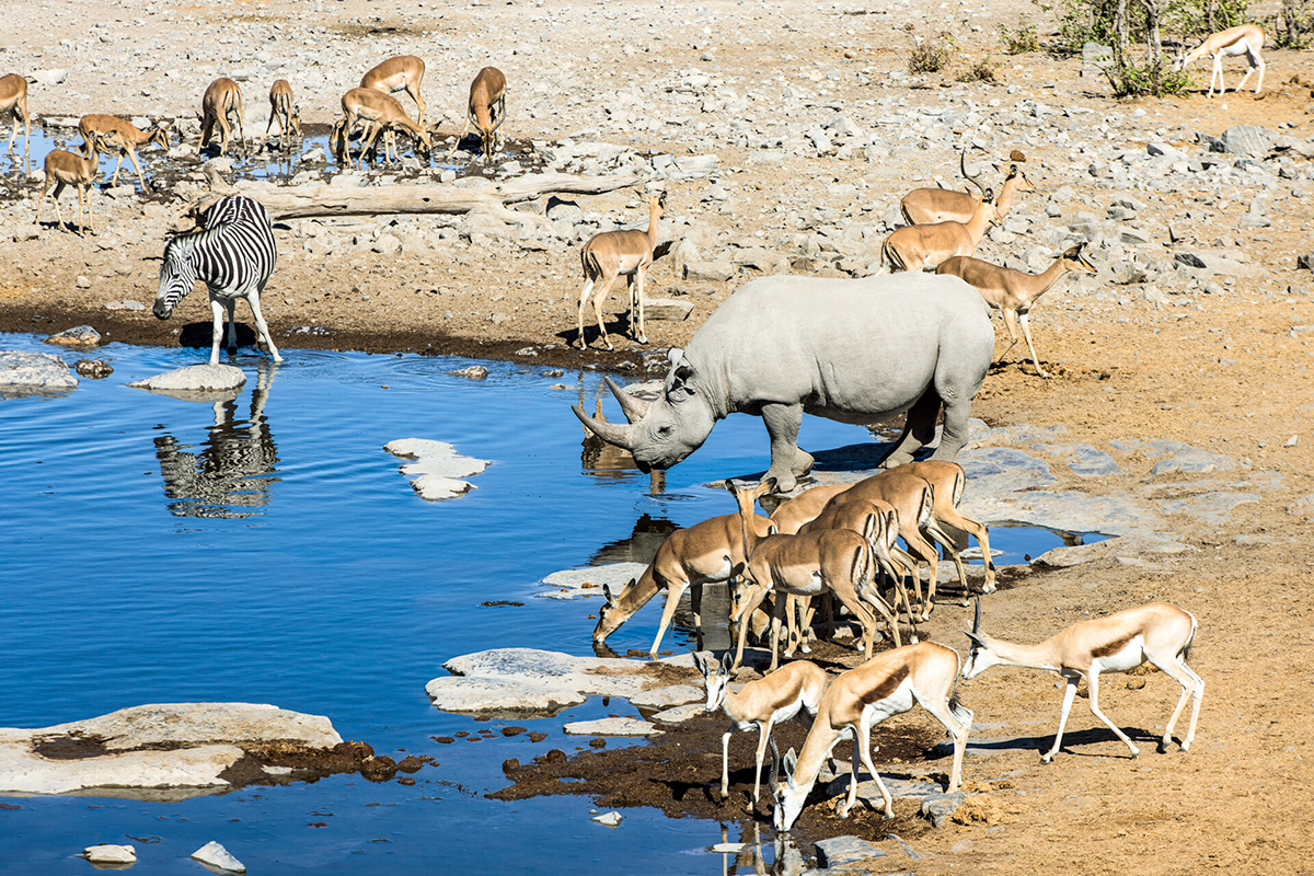 Etosha National Park